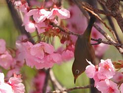 メジロと桜