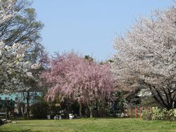 国分寺跡枝垂桜