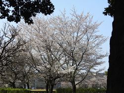 武蔵国分寺公園