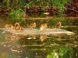 姿見の池のカルガモ