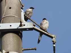 オナガの幼鳥