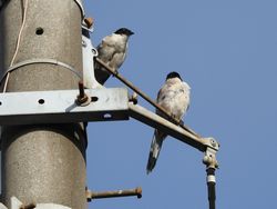 オナガの幼鳥