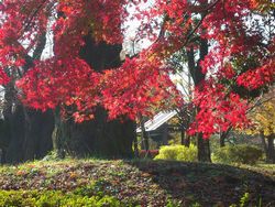 武蔵国分寺公園