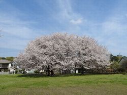 史跡武蔵国分寺跡の桜