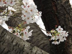 史跡武蔵国分寺跡の桜